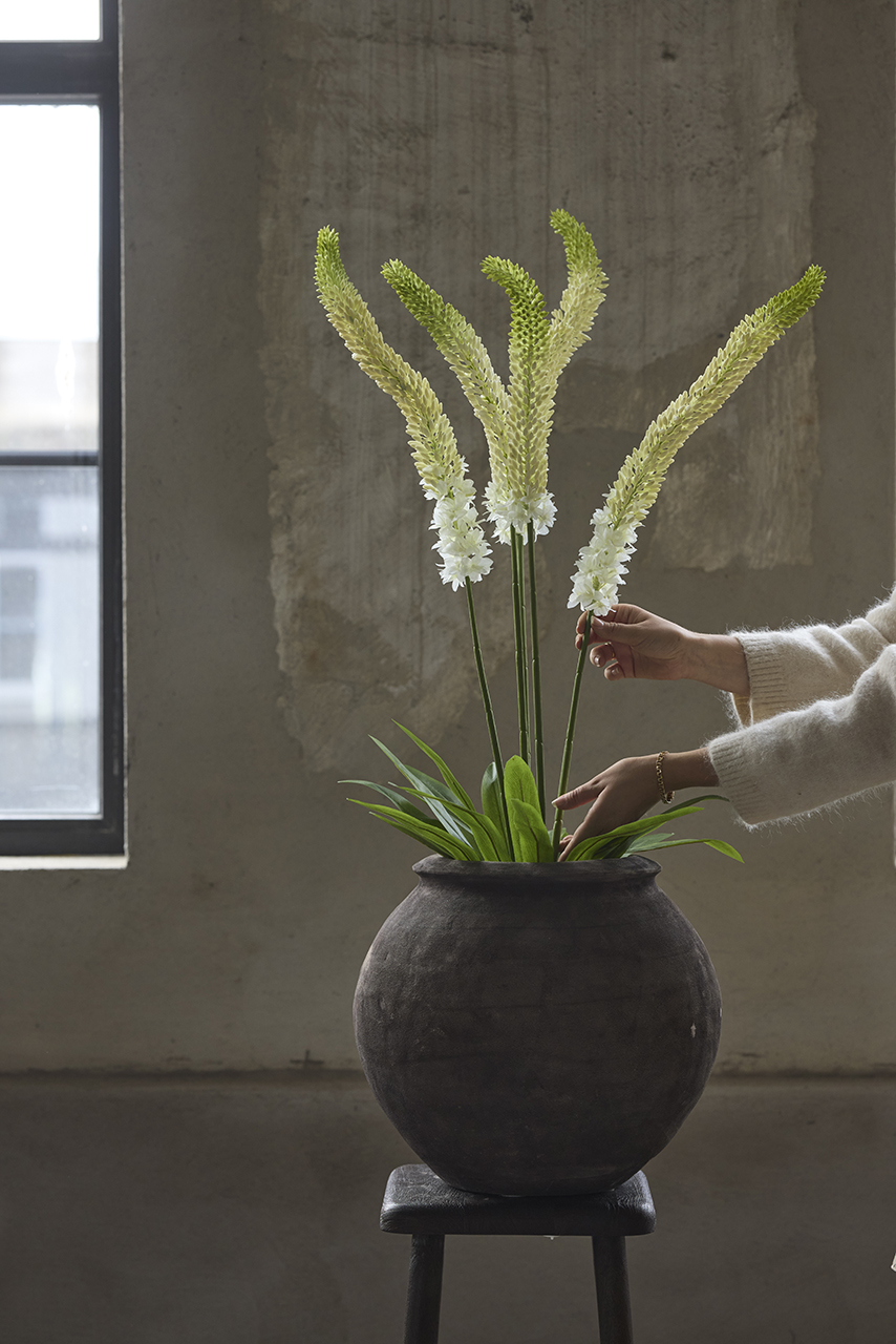 /images/imagebankSeasons/small/Mr Plant AW24/3981-10-1.jpg